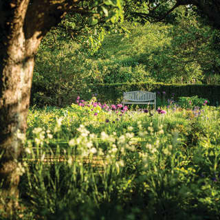View through tall trees of a wildflower field with a garden bench in the distance