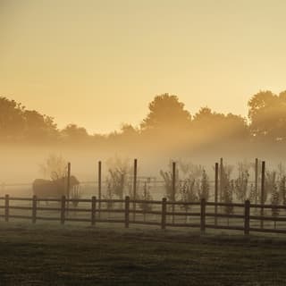 Mist rises slowly from the field and young orchard in the early morning light, framing the silhouette of a single cow